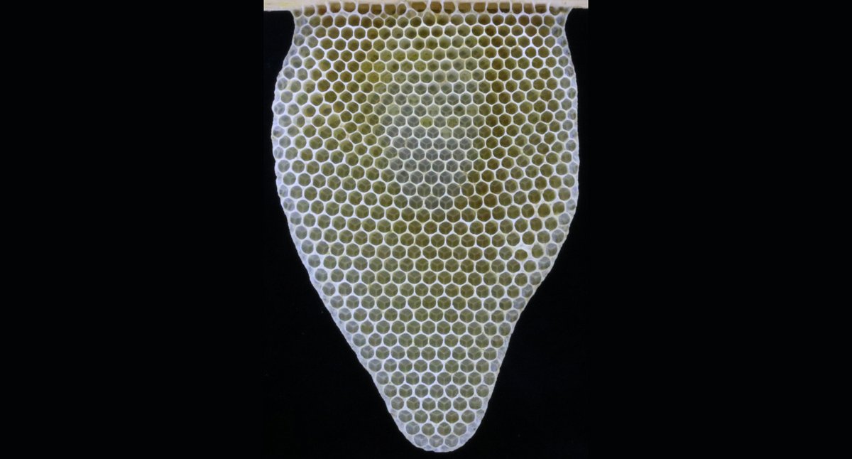 Querschnitt eines Nestes der Honigbiene 