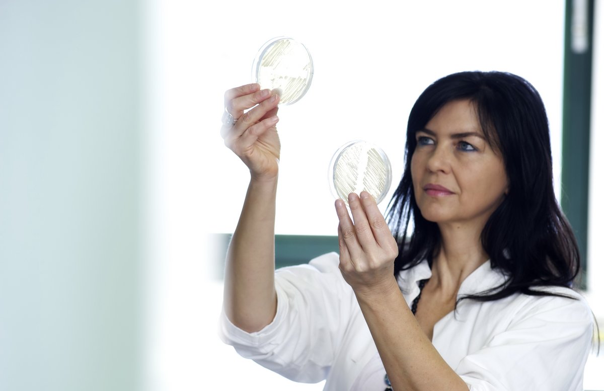 Researcher examines Petri dishes